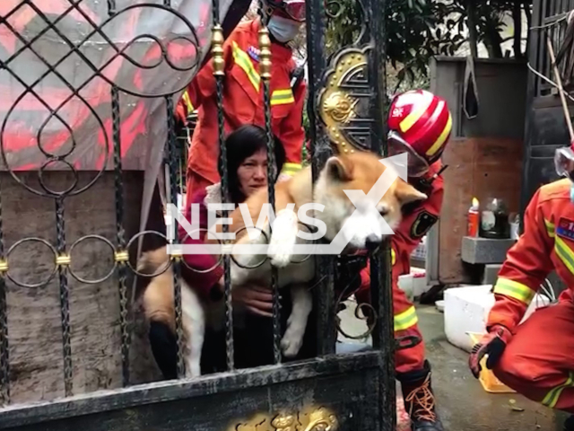 Firemen rescue Akita dog stuck with head in iron gate in Jinhua, China, on 28th March 2022. Note: This picture is a screenshot from the video (Jinhua Fire/AsiaWire).