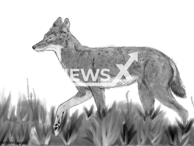 Picture  shows  a reconstruction of a Canis simensis  by Saverio Bartolini-Lucenti, undated. The Scientist found the first and unique fossil of the Ethiopian wolf (Canis simensis)  at the the Melka Wakena site, in Ethiopia.
Note: Licensed photo.  (IPHES/Newsflash)