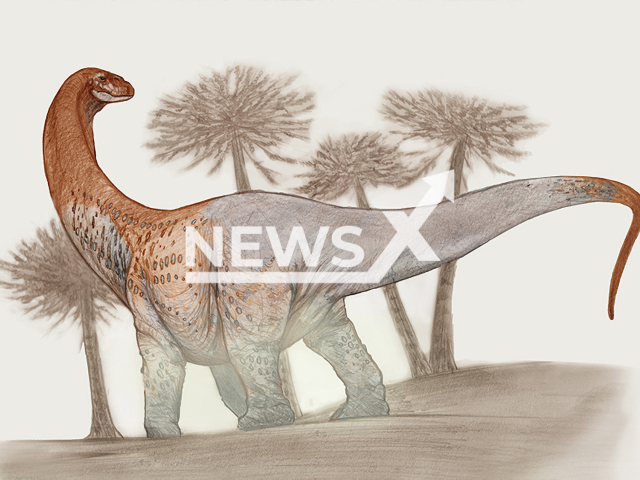 Picture shows an artistic rendering  of a Chucarosaurus, undated. A team of paleontologists from CONICET found fossil remains of a new giant herbivorous dinosaur with a long neck, which lived some 90 million years ago, in what is now the Province of Rio Negro, Argentina.  
Note: Licensed photo.  (CONICET/Newsflash)