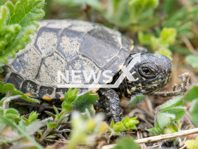 Image shows European pond turtles at the Danube-Auen National Park, Austria, undated photo. The Schoenbrunn Zoo in Vienna, Austria, celebrated the Endangered Species Day on Friday, May 19, 2023. Note: Licensed content. (Daniel Zupanc/Newsflash)