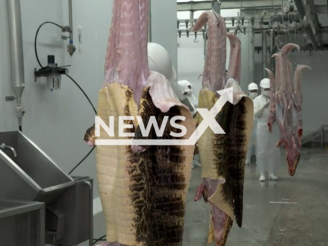 Workers butcher alligator carcasses in Mato Grosso do Sul, Brazil, undated. The farm in Corumba, Brazil, breeds alligators in captivity for meat. Note: Picture is a screenshot of video. (Newsflash)