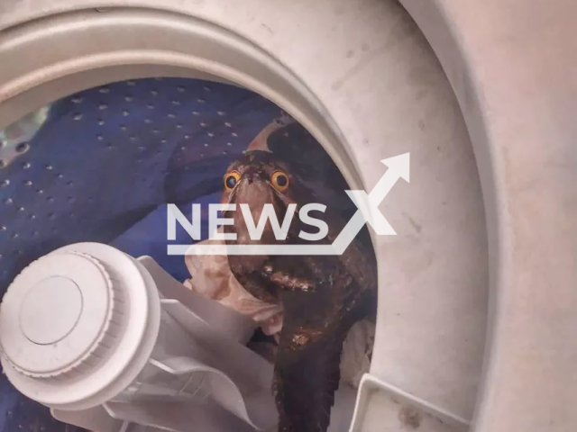 A potoo that was spotted inside a washing machine was rescued by the fire brigade in Araguari, Brazil, on 22nd March 2022. Note: Picture is from the Araguari Fire Department (@bombeirosaraguari/Newsflash)