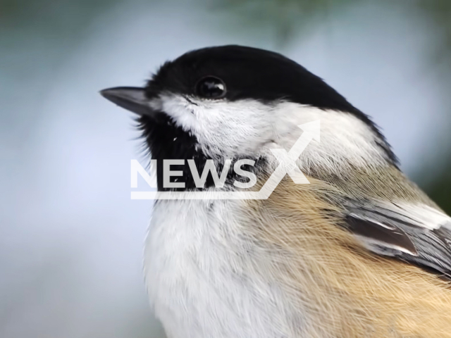 Image shows a black-capped chickadee (Poecile atricapillus), in undated photo. They can reportedly follow the notes' structure in their communication and distinguish incorrect sequences of notes from correct ones. Note: Photo is a screenshot from a video. (Newsflash)