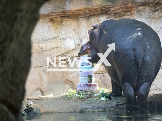 Photo shows Hippopotamus Gori enjoying his birthday cake at Bioparc Valencia in Spain, undated. Gori, the hippopotamus calf, turned three Friday, May 19, 2023. Note: Licensed photo (BIOPARC Valencia/Newsflash)