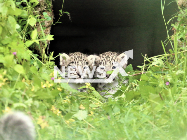 Image shows the adorable snow leopard cubs at the Salzburg Zoo, in Austria, undated photo. They were born on April 2, 2023. Note: Permission to use photo obtained by Ulrike Ulmann. (Salzburg Zoo/Newsflash)