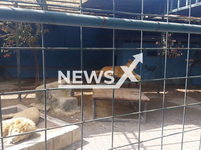 Photo shows a lion and a lioness at a zoo in Manavgat, Antalya, Turkey, undated. A lion at a zoo in Manavgat reportedly attacked a four-year-old boy after he entered the cage with his family to take a selfie. Note: Picture is a screenshot from a video (Newsflash)