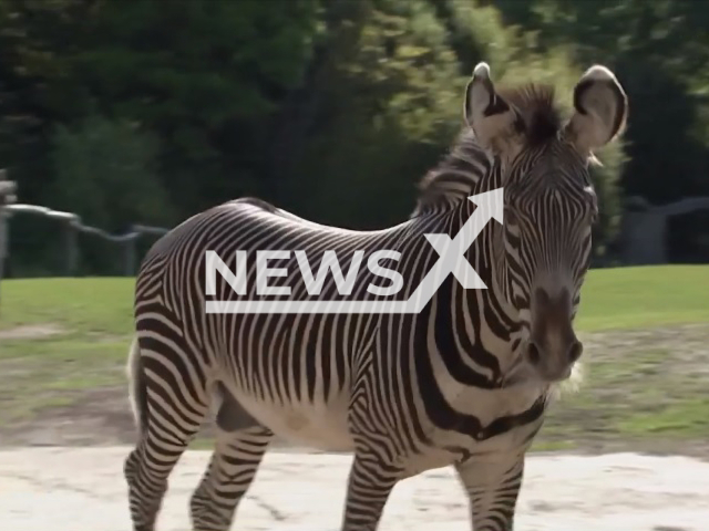 Image shows zebra stallion Franz, undated photo. He was killed and fed to the lions at the Leipzig Zoo, in Germany. Note: Photo is a screenshot from a video. (Newsflash)