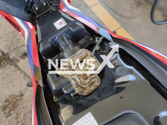 Photo shows a python curled up under the seat of a motorcycle in Jasin, Malaysia, undated. Wan Muhammad Firdaus Latip saw the python when he opened the seat to refuel his motorcycle at a petrol station. Note: Picture is private (Wan Muhammad Firdaus Latip/Newsflash)