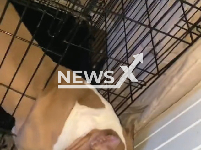 An extremely muscular pit bull, named Bando, was filmed breaking out his cage, in Nashville, USA. Note: Picture is a screenshot from a video (@nellandbando/Newsflash)