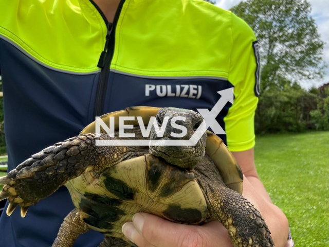 Image shows the runaway tortoise, undated photo. It was found 11 kilometres (7 miles) away from its home in the area of Schiedersee, Lippe district, North Rhine-Westphalia State, Germany, on Monday, May 22, 2023. Note: Licensed content. (Police Lipper/Newsflash)