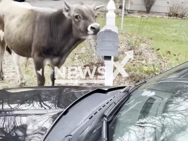 A bull escaped his home and took out a mailbox before being apprehended and returned by police, in Stafford Township, USA, on 30th March. Note: Picture is a screenshot from a video (StaffordTownshipPoliceDepartment/Newsflash)