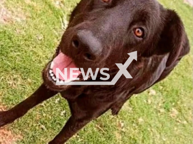 Photo shows a dog called Negri, undated. It was allegedly sacrificed for an anatomy class at the University of Alba in La Serena, Chile. Note: Picture is private (Newsflash)